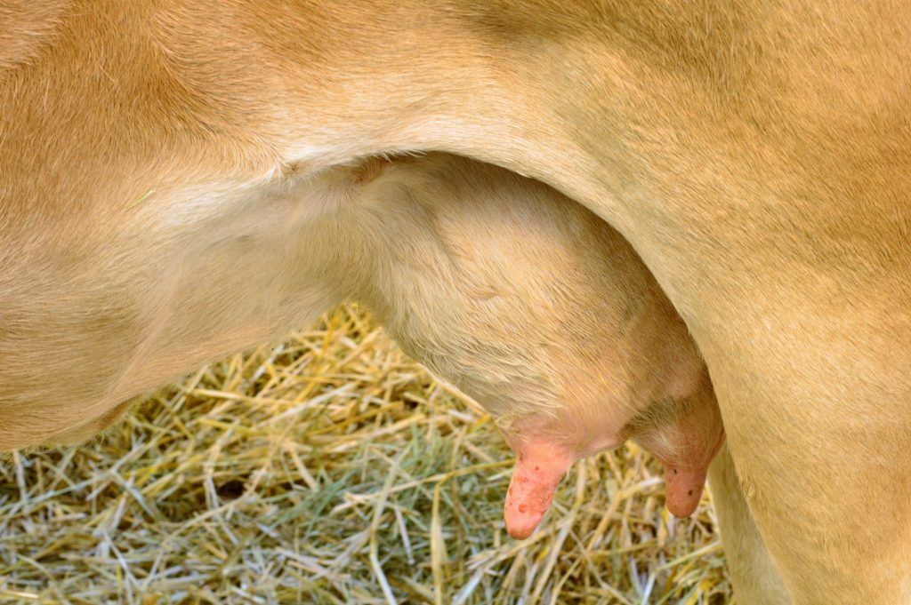 Бородавки у коровы на вымени: как лечить